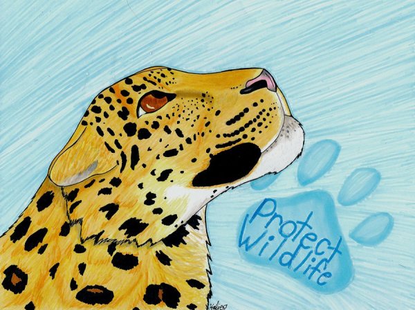 Коты Воители снежный Барс