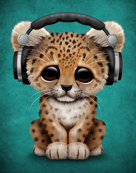 Гепард и снежный Барс