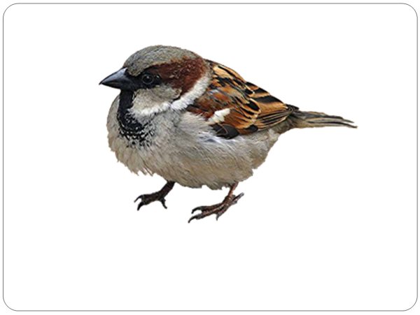 Мультяшные птицы