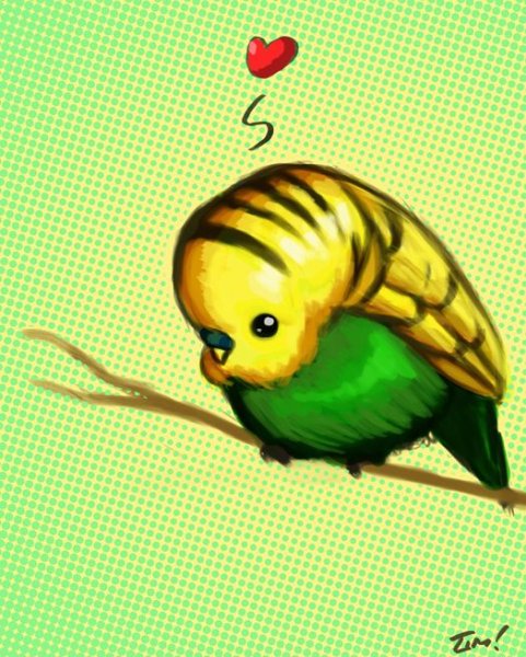 Волнистый попугайчик аниме