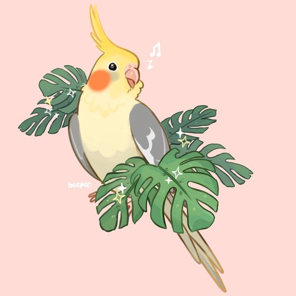 Милые попугаи корелла