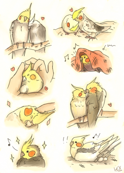 Попугай корелла референс