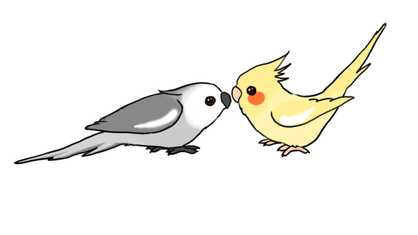 Милые попугаи корелла