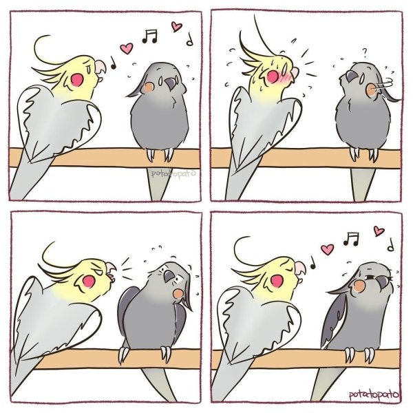 Мемы с птицами