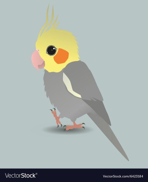 Попугай корелла мультяшка