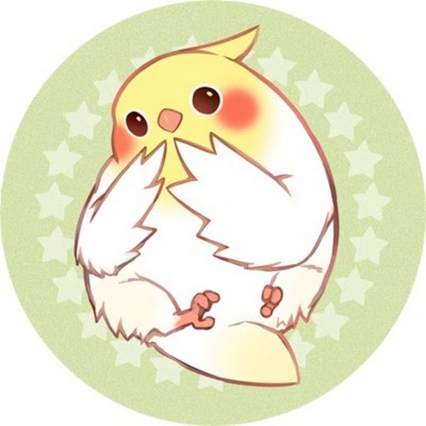 Попугай корелла Чиби