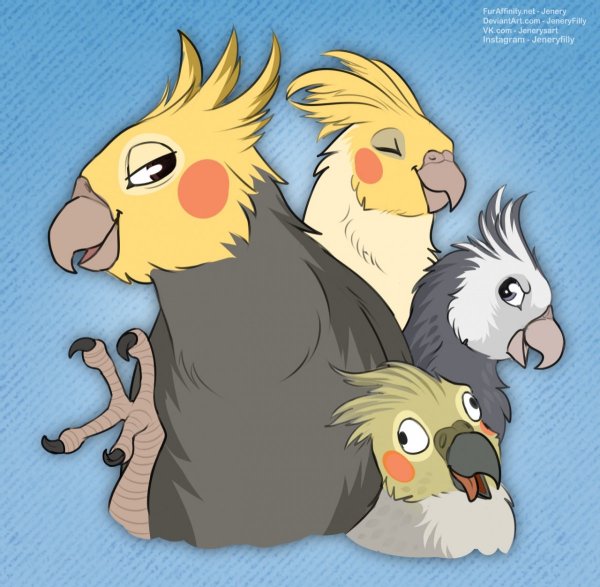 Попугай корелла