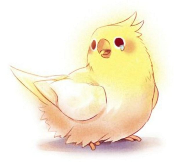 Попугай корелла