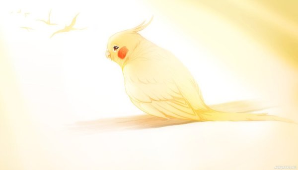 Попугай корелла милашка