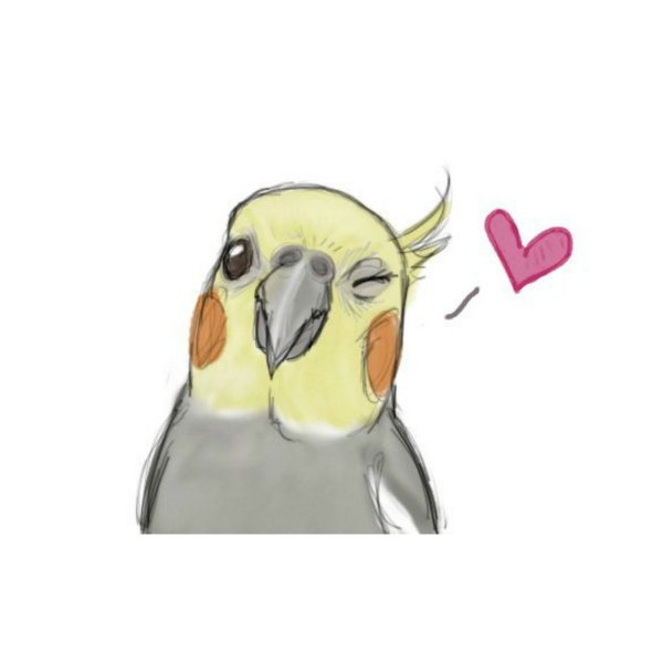 Попугай для срисовки