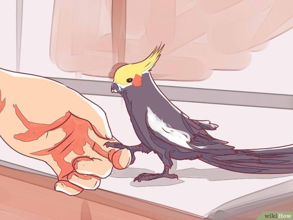 Корелла попугай мультяшный