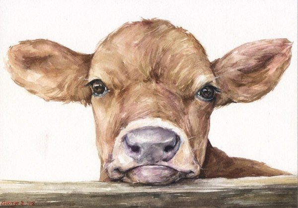 Бычок акварель