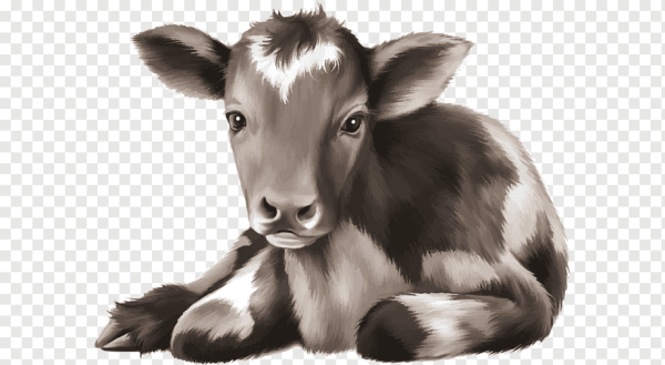 На прозрачном для детей телёнок