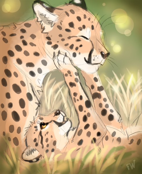 Пара гепардов