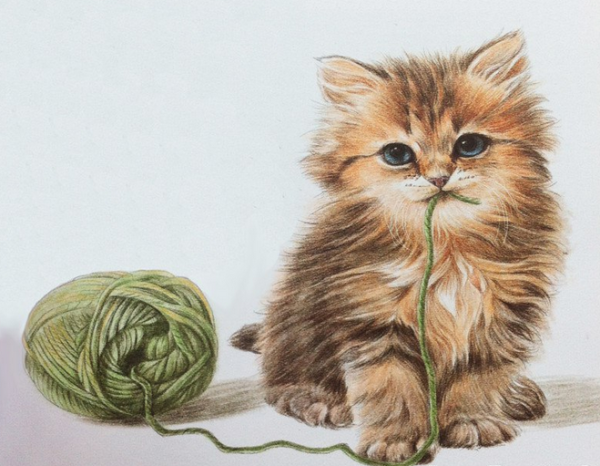 Котик цветными карандашами