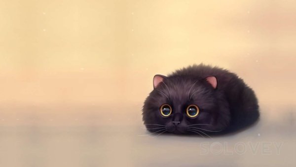 Милый чёрный котик