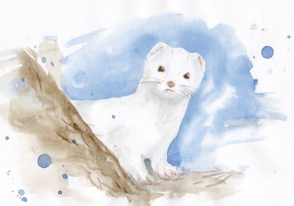 Горностай ласка и хорек