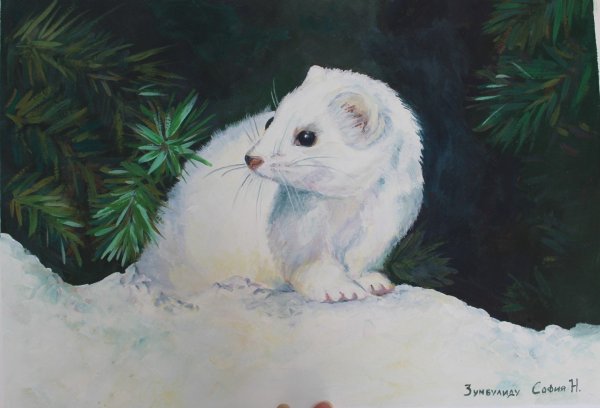 Соболь и хорек