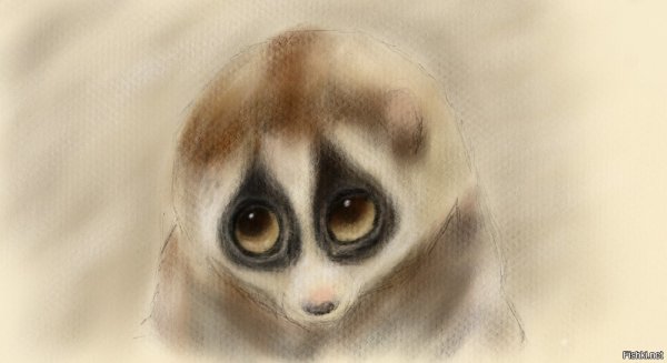 Лори лемур мультяшка