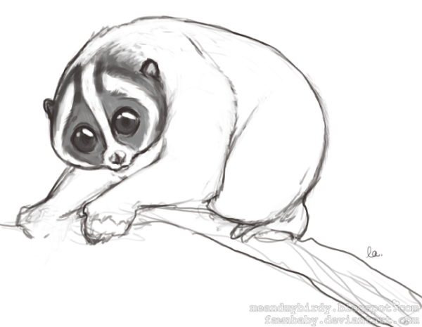 Лемур Лори нарисовать
