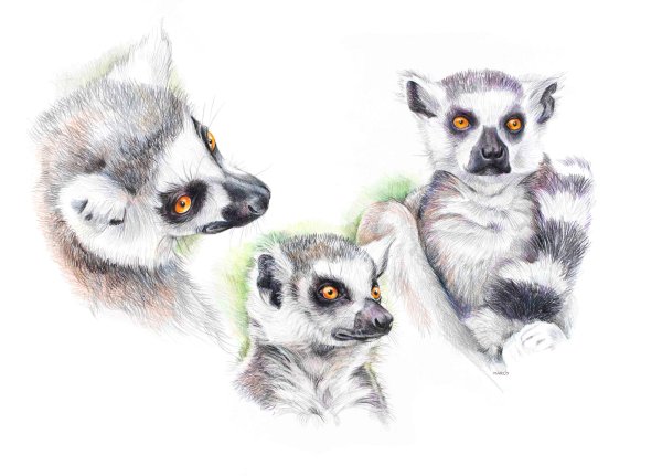 Кошачий лемур рисунок