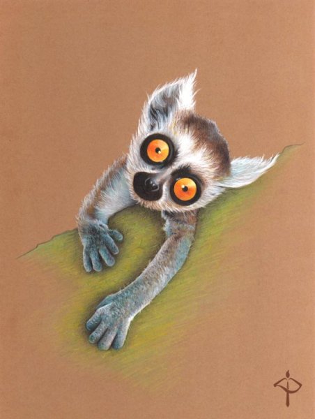 Лемур Лори карандашом