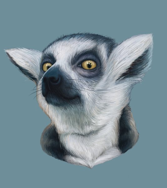 Лемур узбагойся арт