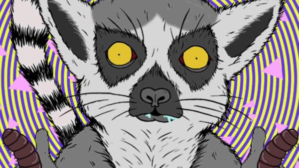 Лемур милый