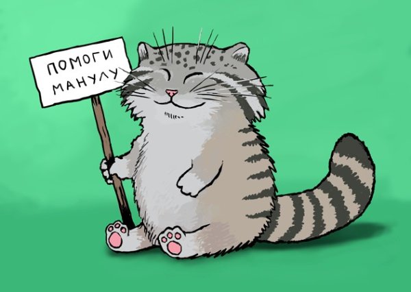 Мультяшные картинки манула