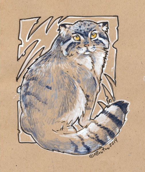 Манул в 3д рисунок