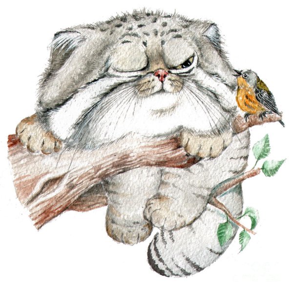 Манул (палласов кот)