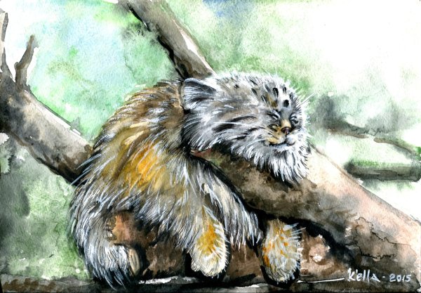 Дикий кот Манул рисунок