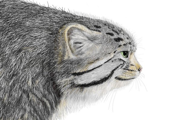 Кот Манул арт