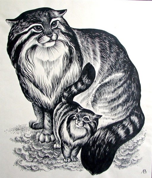 Манул рисунок