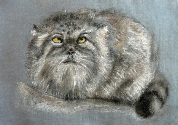 Аниме хуманизация Манул