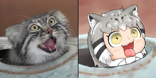 Манул палласов кот рисунок