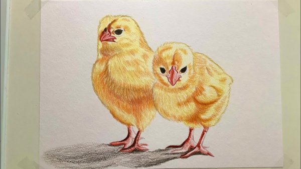 Цыпленок цветными карандашами