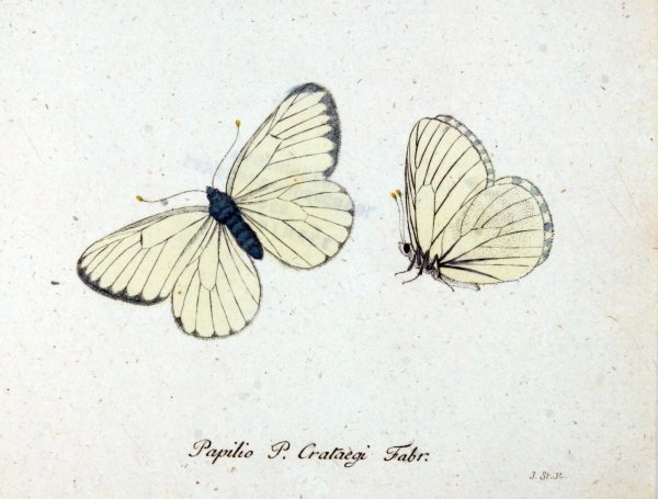 Милые бабочки рисунки