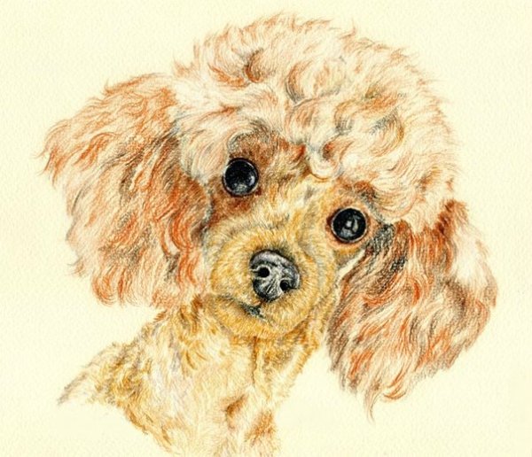 Милая мордочка пуделя