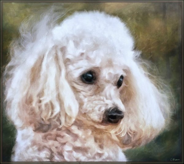 Джорджетта пудель