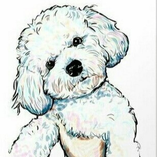 Бишон фризе рисунок