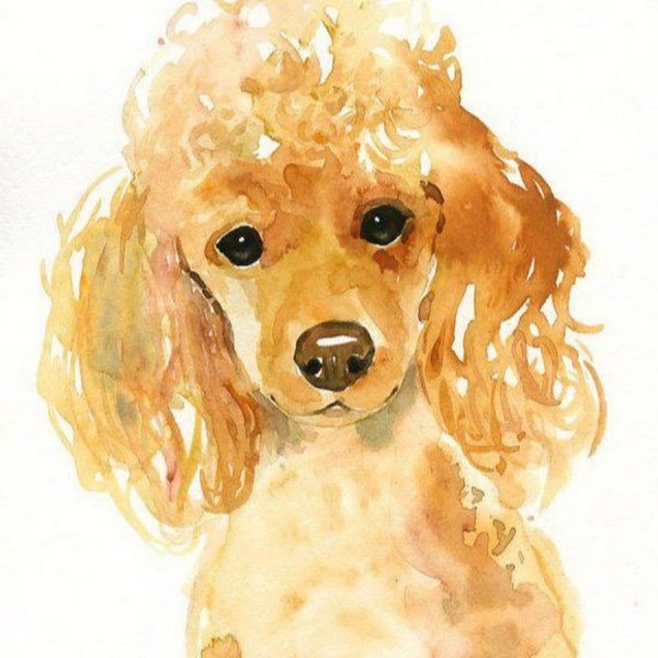 Пудель картина