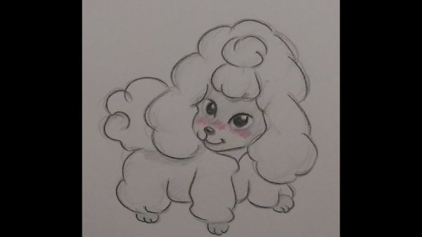 Милый пудель для срисовки