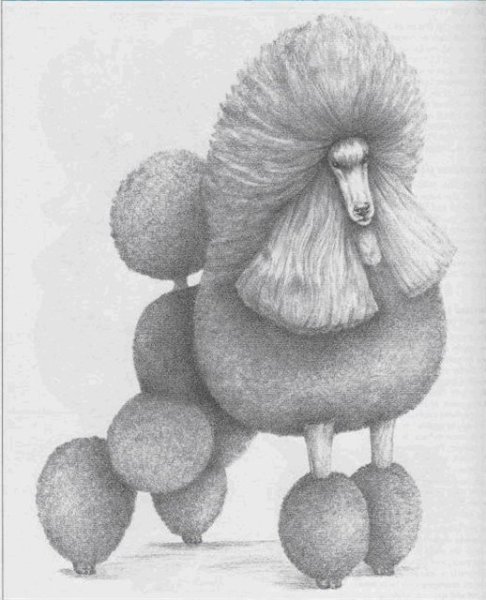 Пудель стилизация