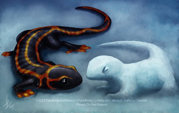 Огненная саламандра / Flame Salamander