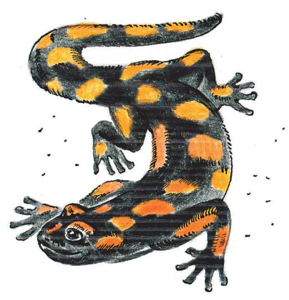 Шестилапая саламандра