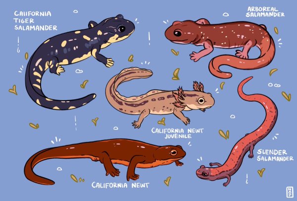 Саламандра и Тритон различия