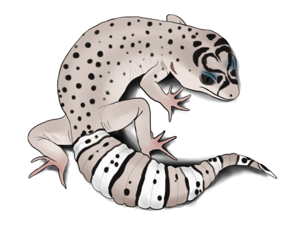 Геккон эублефар арт