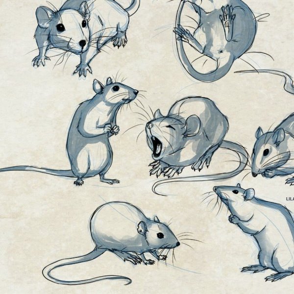 Крысы анатомия референс