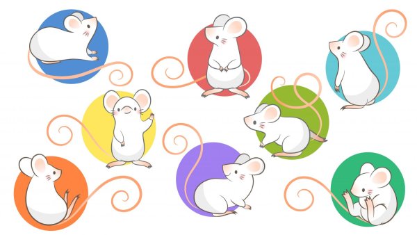 Крыса вектор